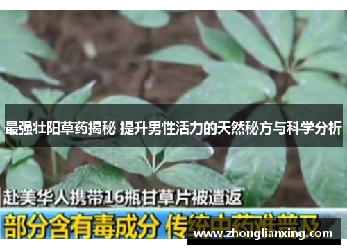 最强壮阳草药揭秘 提升男性活力的天然秘方与科学分析