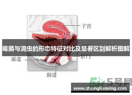 霉菌与滴虫的形态特征对比及显著区别解析图解